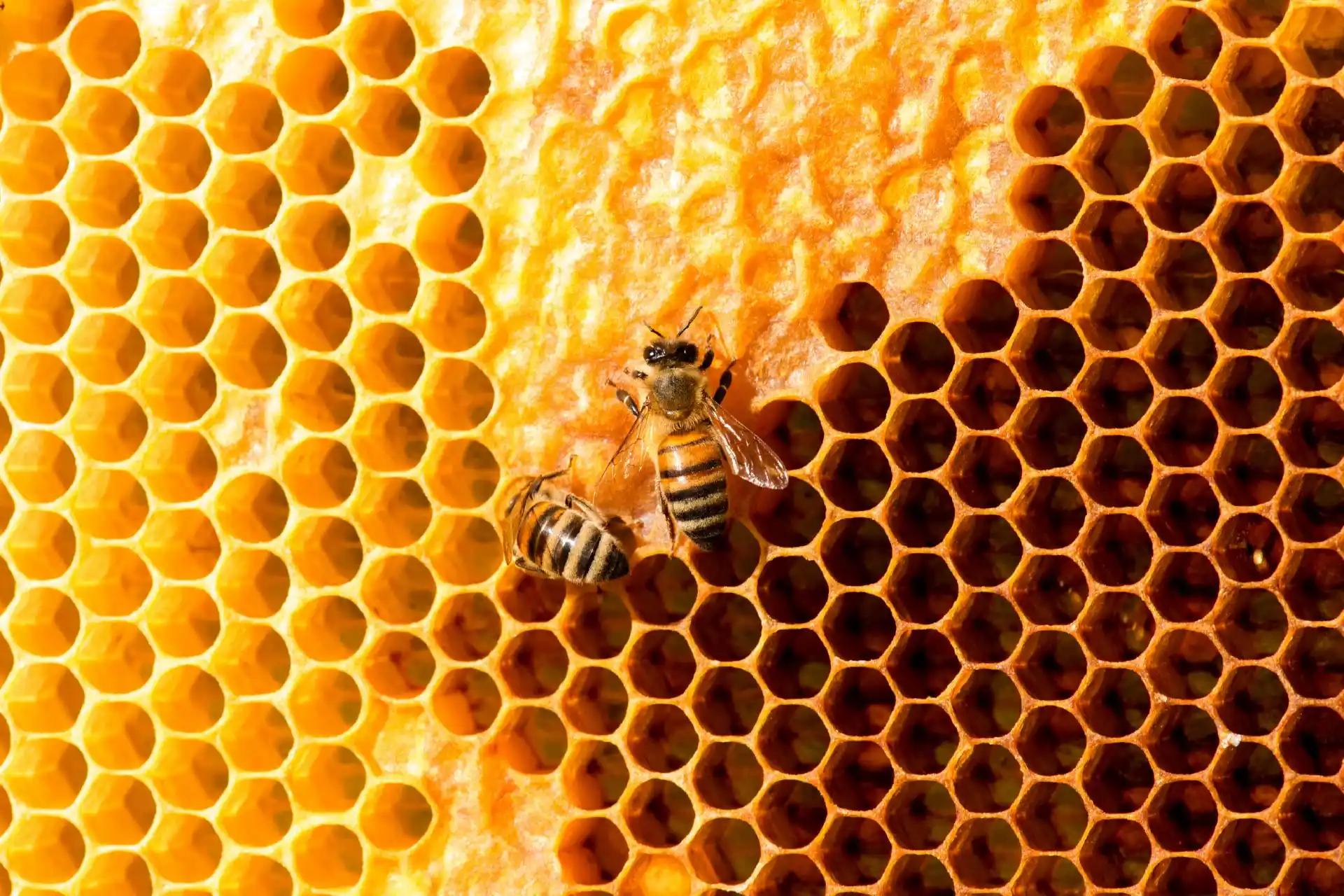 Growth Marketing Consultancy - Apiary Digital Consultant Partner Hive Structure